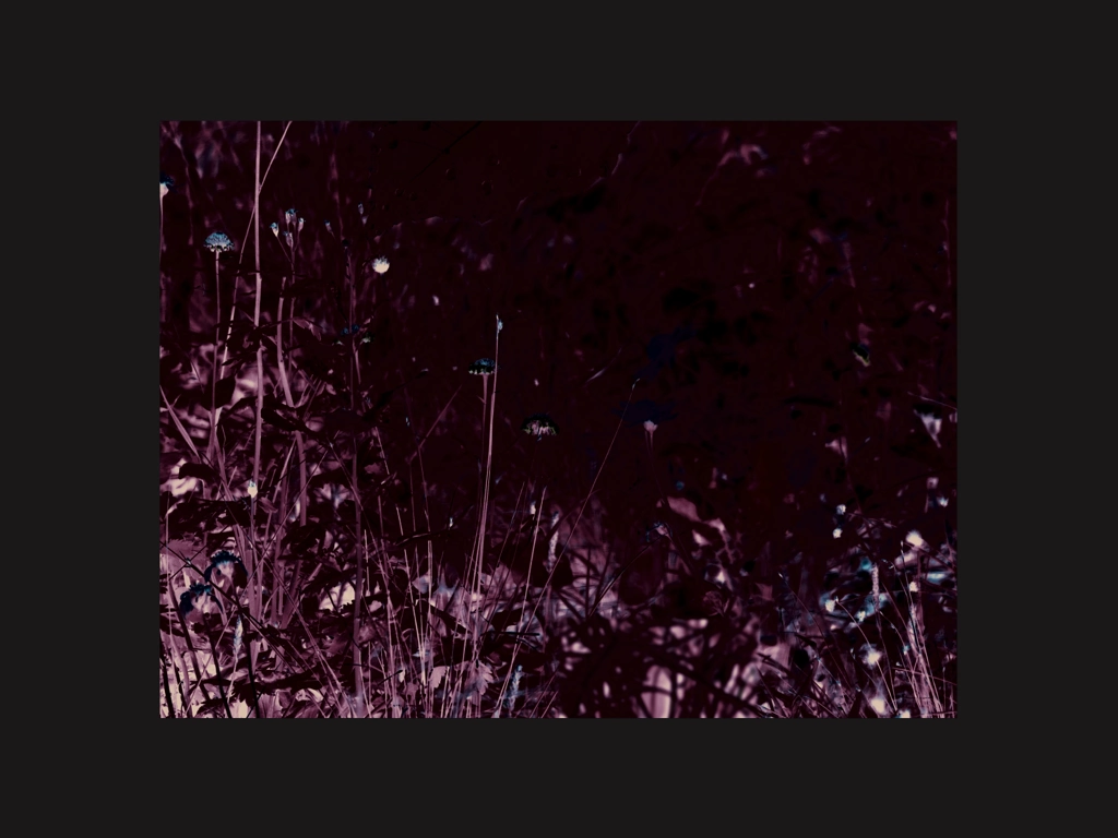 meadow in moonlight
