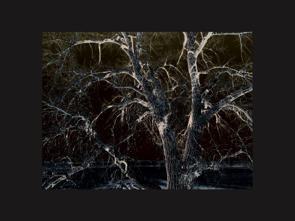 majestic cottomwood tree in reverse color