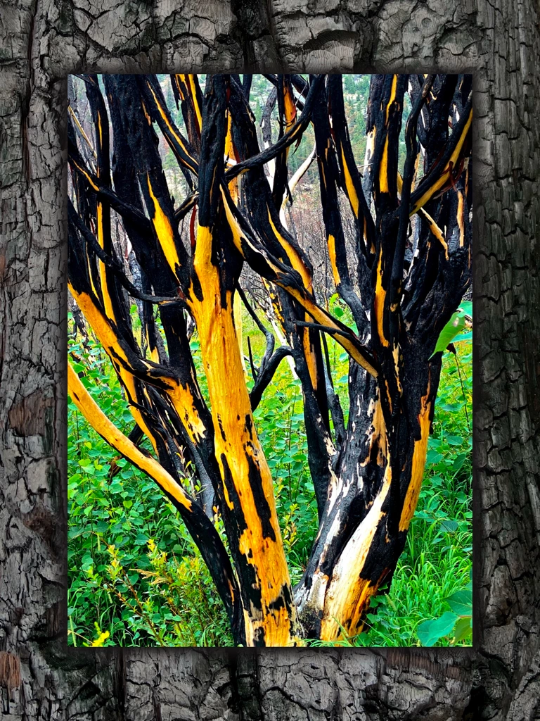 life renewing itself against burnt bark