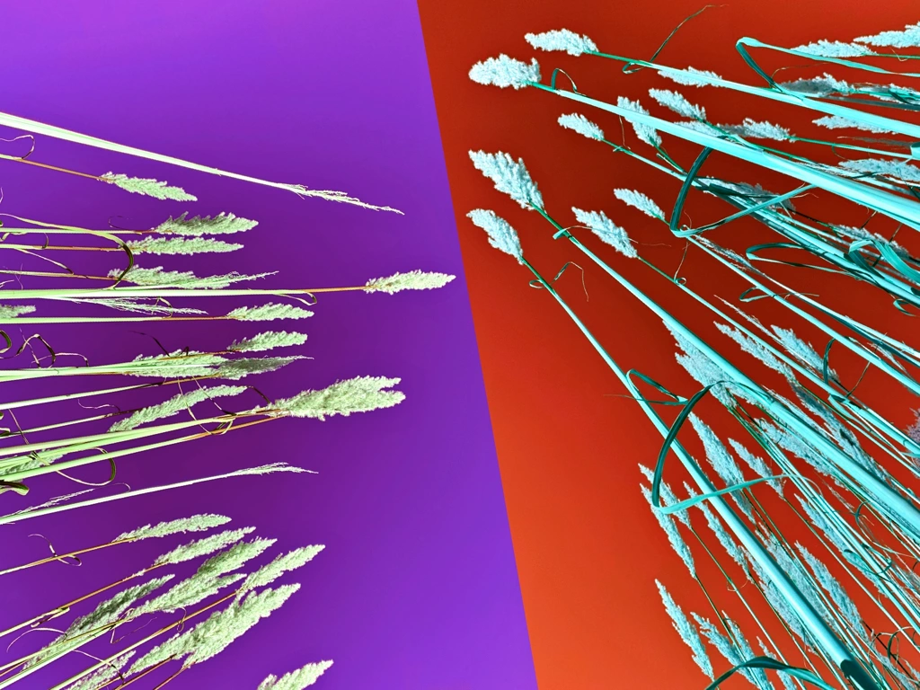 tall grasses with red and purple background