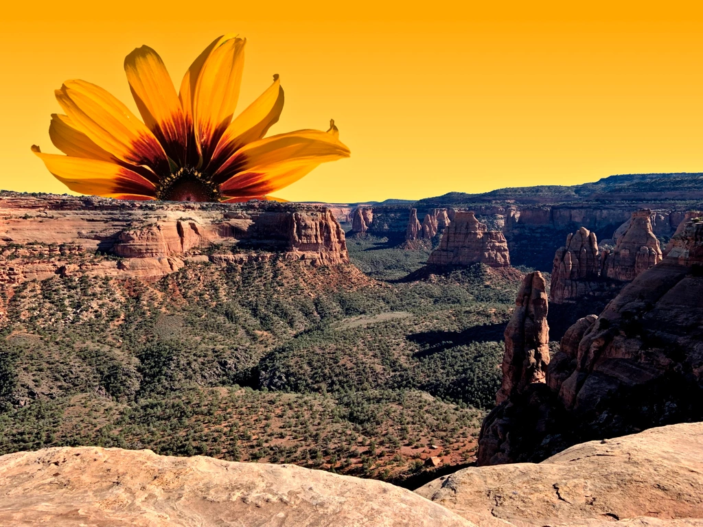 sunflower rising over the National Monument in Colorado